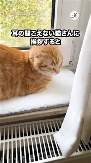 When I said hello to a deaf brown tabby cat... | PECO