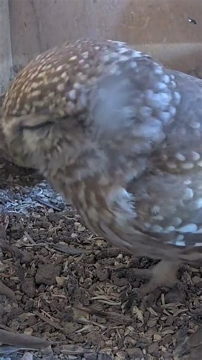 🤯🦉 Owl Couple Moment—Little Owl Thrilled as Mate Joins Wild and Real