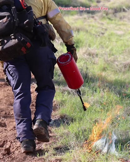 Prescribed fire is a tool CAL FIRE uses to reduce wildfire risk, improve ecosystems, and protect communities. Carefully planned and controlled, these burns keep California’s forests healthier and more resilient. #RxFire #GoodFire #AtWork #Readiness #CapCut