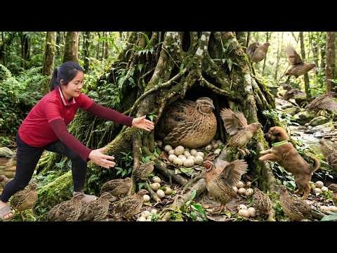 Harvesting Wild Big Quail Birds, Goes to market sell - The little dog catches quails quickly