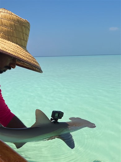 This fisherman attached a GoPro camera to a shark to learn how it hunted #shark #sharks #pov #higgsfield #party