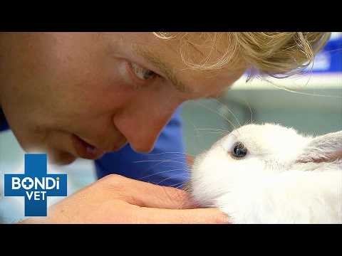 Little Bunny Fights For Its Life After Devastating Accident | Bondi Vet Double Episode