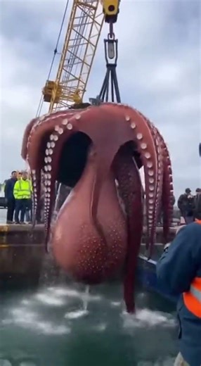 This Giant Octopus Started Destroying the Crane 😱