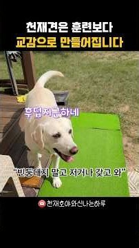 교감이 잘 되는 리트리버는 사람으로 변했습니다