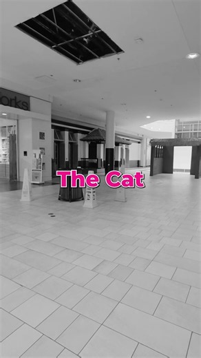 The Cat in the Hat Trend Review....#cartoon #trending #review