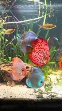 Discus tank frenzy #aquarium #rainbowfish #exoticaquariumfish #communitytank #whitenoise #discusfish