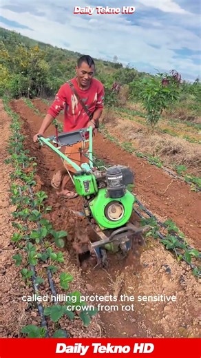 How Pros Grow BIGGER Strawberries 🌱 It s All In The Soil #Cultivator