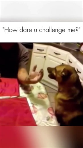 Funny and cute dogs compilation 🤣… #funnydog #funnypet #cutedog #dogsoftiktok #doglover