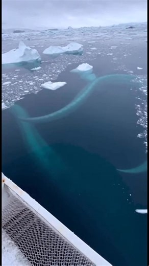 A giant eel-like shape in freezing waters #deepsea #unexpected | Amir Visuals