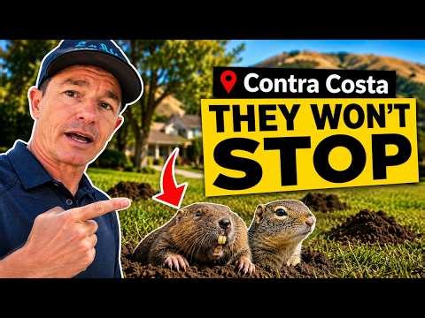 Gophers and Ground Squirrels Keep Coming Back to Contra Costa County - Here Is How to STOP Them!
