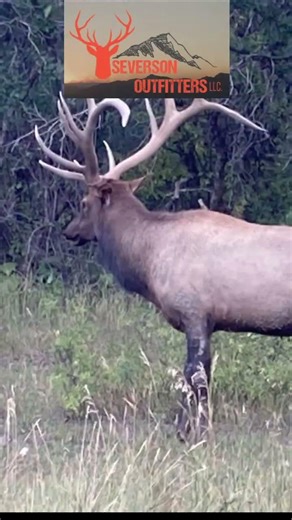 Colorado Elk Hunts at Severson Outfitters