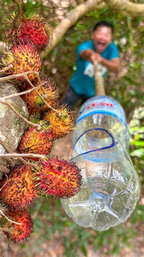 Fruit Picking Tools Hacks for Survival in the Forest