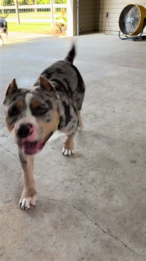 Pet Life Inspiration from Scarface and Kodak Black