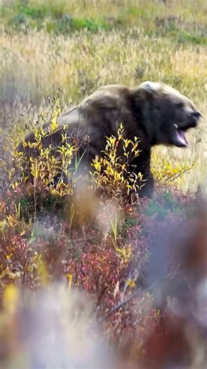 Brown bear bow hunting #hunting #bowhunting #bearhunting
