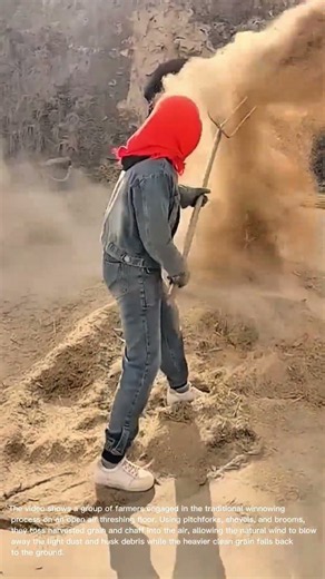 Traditional Agriculture: Farmers Winnowing Grain in the Wind