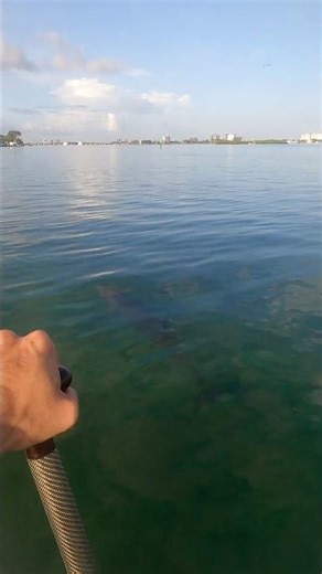 Curious Dolphin Swims Close To Paddleboard