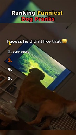 Ranking Funniest Dog Pranks