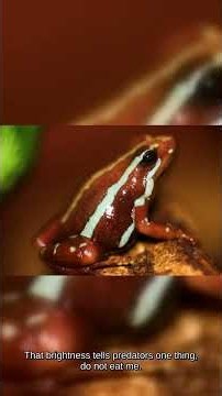 Poison Dart Frog. Tiny But Lethal.