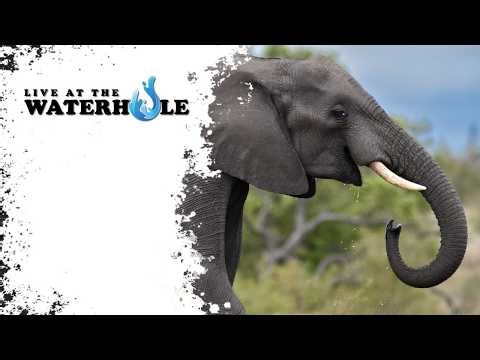 LIVE at the waterhole - 18 April 2026