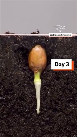 Peanut Growth Cycle 🥜