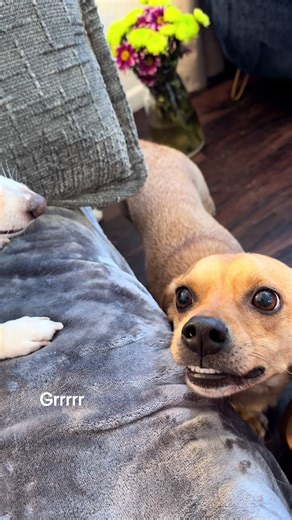 Dogs That Talk Back: Hilarious Barks & Chatty Pups