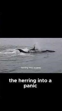 Why Orcas Rule the Ocean: 4 Insane Hunting Tactics Explained