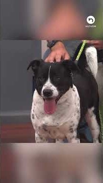 Meet Tino! A 3-year-old Border Collie boy looking for his forever home!