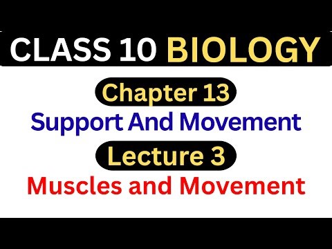 Muscles and Movement | Chapter 13 – Support and Movement | Lecture 3 | Class 10 Biology