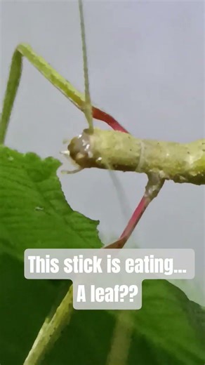 🤯 alien creature eating a leaf? #shorts #nature