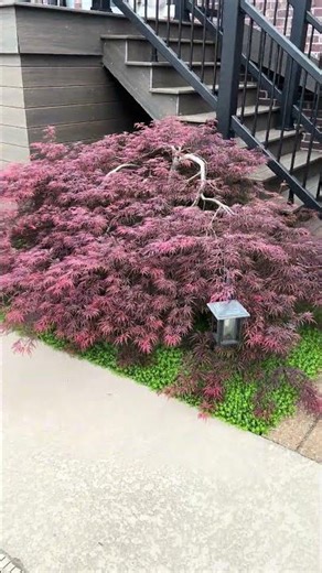 Our Japanese maple is exploding! #japanesemaple #customerrequest #greenthumb #gardeningwife￼