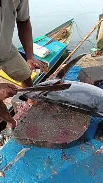 Medium size tuna cutting for Family