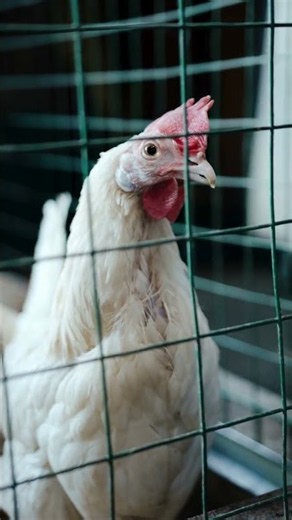 Why Do Chickens Have Combs and Wattles?