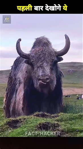 Yak: The Mountain Giant Built for Extreme Cold!#wildanimals