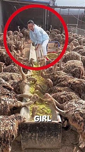 The girl’s modern ostrich farming🤯#farm