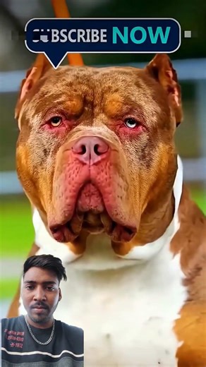 Tiger👍vs❤️👑 Pittbull मे से कौनसा जीतेगा@AmjadAnsari-d9y#trending #gsds #rottweiler #viral #pitbull
