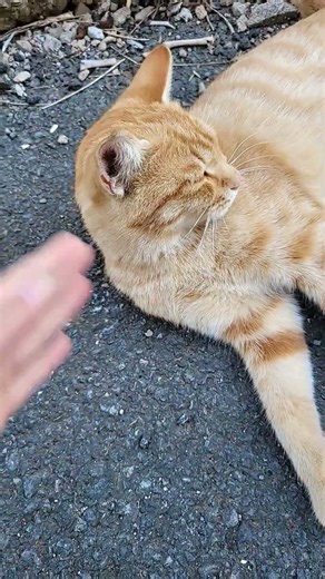 길고양이 버터는 안정형 고양이 였어!
