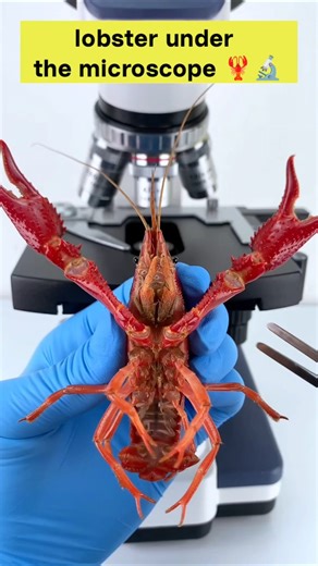 INSANE View Lobster Under The Microscope 😱🔬 #shorts #shockingfacts #microscope #lobster #funny