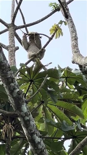 Gazing at a Sloth, La Fortuna, Destination Services Costa Rica from Lori R. 🇨🇷