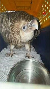 Himalayan vulture spotted in Singapore, rescued after it was seen struggling to fly