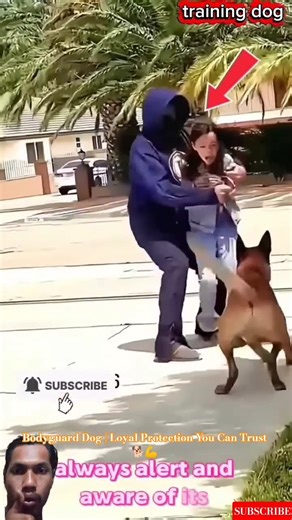 Bodyguard Dog | Loyal Protection You Can Trust 🐕💪 #doglife #dogtraining #smartdog #germanshepherd