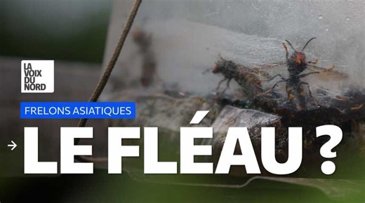 Le frelon asiatique, fléau pour les abeilles ? Le sujet fait débat chez les apiculteurs