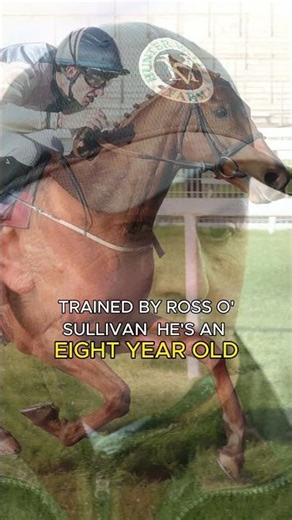 Robbie Wilder's two horses to follow this season