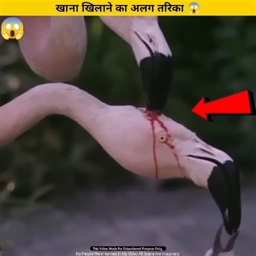 Flamingo Bird 😱 | #shorts #shortvideo #youtubeshorts