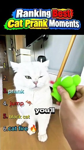 Ranking Best cat prank moments #shorts