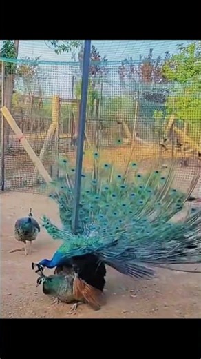 Why Male Peacocks Show Off Their Feathers 🦚✨ (Nature’s Craziest Love Trick!)