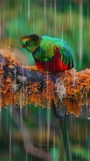 Relaxing Rain Sounds 4K – Soothing Nature Rain for Sleep, Study & Deep Relaxation