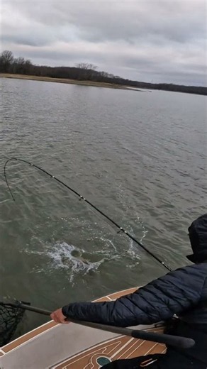 Topwater Musky Explodes on a Fly Rod! (Figure 8 Strike) #shorts #fishing