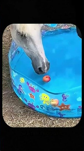 The Hidden Reason Horses Pretend To Drink Water #shorts #youtubeshorts #ytshorts