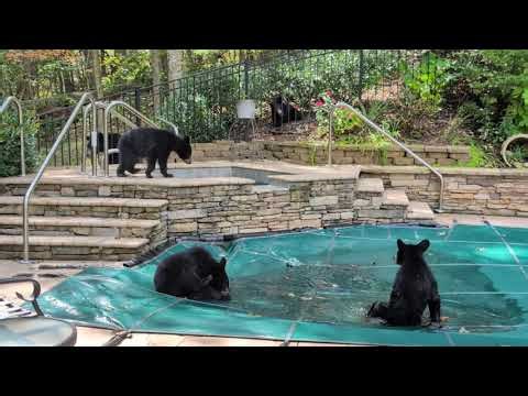 Bear Cub Pool Party || ViralHog