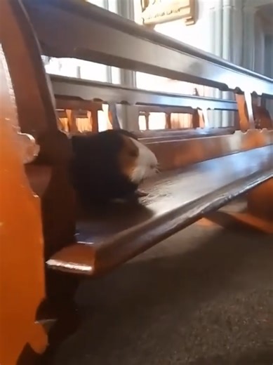 crying in the chapel Elvis Presley #cryinginthechapel #chapel #elvispresley #elvis #fyp